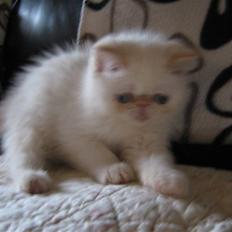 Colorpoint Cha-mamitosu Jasmin