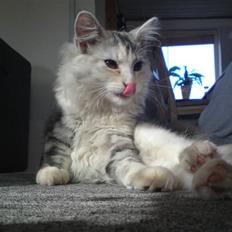 Maine Coon Daisy