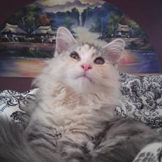 Maine Coon Daisy