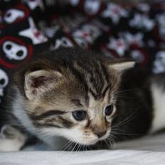 Blanding af racer Bella - Solgt -