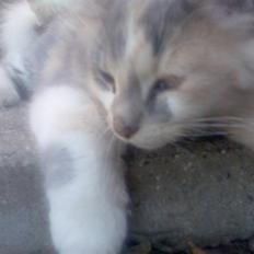 Blanding af racer Pusle Pii