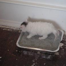 Blanding af racer Bubi