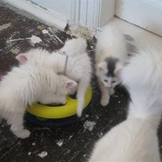 Blanding af racer Bubi