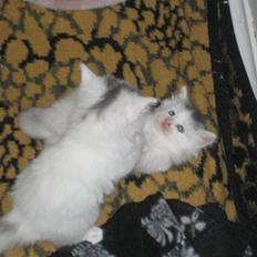 Blanding af racer Bubi