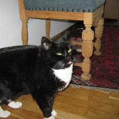 Blanding af racer Alfi