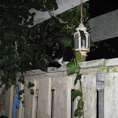 Blanding af racer Alfi