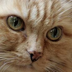 Blanding af racer Miramis 1994-2011 †