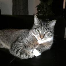 Blanding af racer Joey