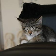 Blanding af racer Joey