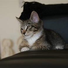 Blanding af racer Joey