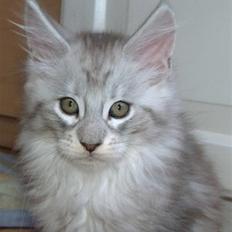 Maine Coon Earl Grey