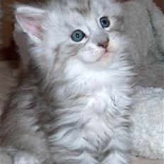 Maine Coon Earl Grey
