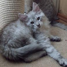 Maine Coon Earl Grey