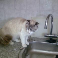 Blanding af racer Madame Blue