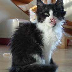 Norsk Skovkat Billie Braveheart