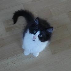 Norsk Skovkat Billie Braveheart