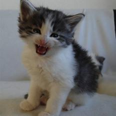 Norsk Skovkat Carlos Chaves