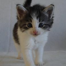 Norsk Skovkat Carlos Chaves