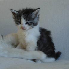 Norsk Skovkat Carlos Chaves