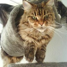 Maine Coon Boromir too sexy