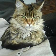 Maine Coon Boromir too sexy