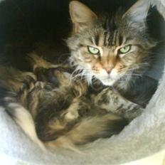 Maine Coon Boromir too sexy