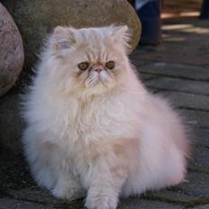 Perser Millo Vanille