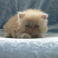 Perser Millo Vanille