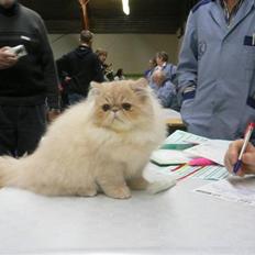 Perser Millo Vanille