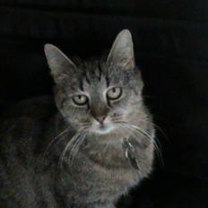 Huskat Buddy Raimunda Thomsen