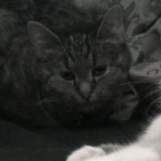 Huskat Buddy Raimunda Thomsen