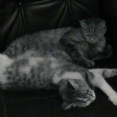 Huskat Buddy Raimunda Thomsen