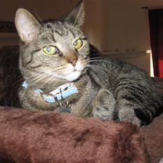 Huskat WeeeNut Liana Thomsen