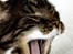 Huskat Emil