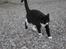 Huskat Figaro