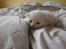Blanding af racer Alaska - Baby Alaska :)