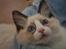Ragdoll S*Chorotegas Victor Hugo