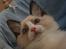 Ragdoll S*Chorotegas Victor Hugo