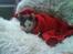 Huskat Oliver R.I.P