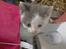 Huskat Oliver R.I.P