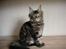 Maine Coon Hugo