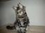 Maine Coon Hugo