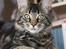 Maine Coon Hugo