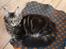 Maine Coon Hugo - Se mit bulls eye på maven
