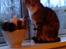 Blanding af racer Tiger *RIP* - Sidder lige pænt for engangs skyld