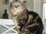 Maine Coon balbooms angelo