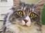 Maine Coon MISCHA
