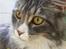 Maine Coon MISCHA