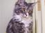 Maine Coon MISCHA