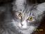 Maine Coon MISCHA